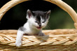 Kitten