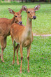 deer on a green field