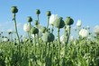 Poppy Field