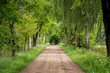 Weg führt durch grünen Wald