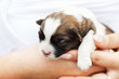Foto: Small puppy dog in woman hand Small puppy dog in woman hand
