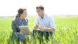Agronomist looking at wheat quality with farmer