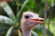 ostrich emu