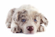 puppy border collie