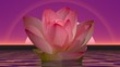 Lily flower and moonlight - 3D render
