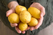 Photo: Farmer holding potato Farmer holding potato