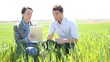 Agronomist looking at wheat quality with farmer