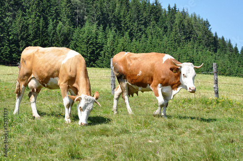 Photo: kühe kühe