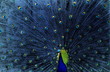 Pfau