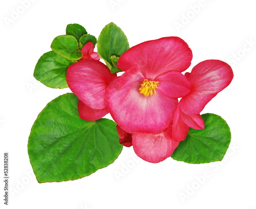 Photo: Fleur de bégonia Fleur de bégonia