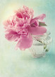 Photo: Peony Peony