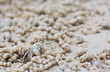 Crab making its house on the sand