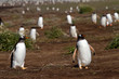 Gentoo Penguins coming home