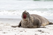 Southern elephant seal is crying around