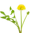 Dandelion flower