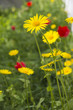 Dandelions