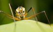 Close-up of a cranefly (or daddy-longlegs)