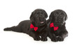 Black Labrador Retriever Puppy