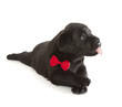 Black Labrador Retriever Puppy
