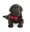 Black Labrador Retriever Puppy