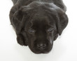 Black Labrador Retriever Puppy