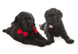 Black Labrador Retriever Puppy