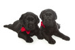 Black Labrador Retriever Puppy