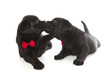 Black Labrador Retriever Puppy