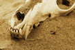 Fox skull in the sand