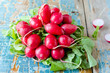 .Fresh radish