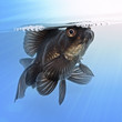 Foto: Black goldfish in the water Black goldfish in the water