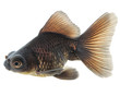 Foto: Black Goldfish on White Without Shade Black Goldfish on White Without Shade