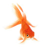 Foto: Gold Fish on White Background Gold Fish on White Background