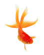 Foto: Gold Fish on White Background Gold Fish on White Background