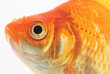 Foto: Gold Fish on White Background Gold Fish on White Background