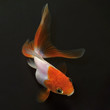 Foto: Goldfish on black background Goldfish on black background