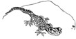 Cunning lizard on the stone