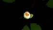 Time lapse opening of white water lily flower