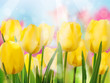 Yellow tulip with bokeh. EPS 10