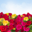 Photo: roses garden roses garden