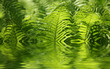 Fern mit Wasserspiegelung