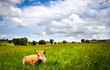 cow
