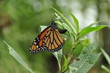 Butterfly Close Up 3 Butterfly Close Up 3