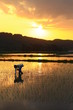 夕暮れの中の田植え