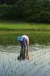 田植え