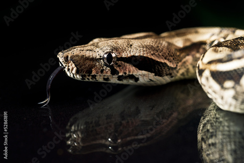Photo: Python snake reptile close-up macro portrait on black Python snake reptile close-up macro portrait on black