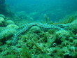 mediterranean  starfish Marseille