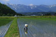 田植えの風景