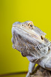 Bearded dragon reptile lizard on a branch on green yellow blurre