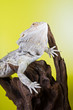 Bearded dragon reptile lizard on a branch on green yellow blurre